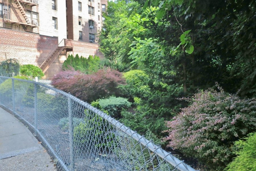 Fence and shrubbery in New York City